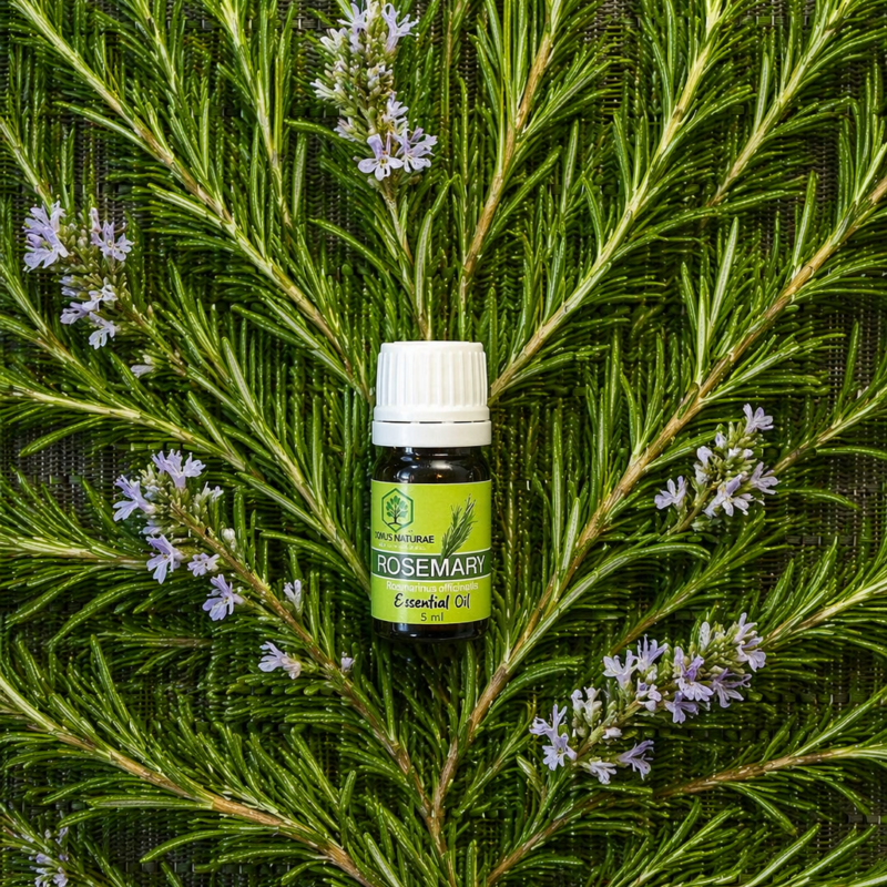 Pure and unadulterated rosemary essential oil (PH)